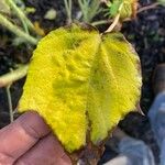 Hibiscus sabdariffa Blad