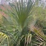 Sabal mexicana Blad