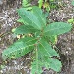 Salix myrsinifolia Altul/Alta