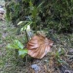 Cardamine enneaphyllos 花