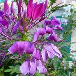 Cleome spinosa Flor