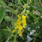 Crotalaria pallida Цвят