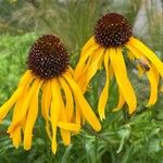 Echinacea paradoxa Цветок