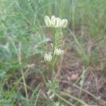 Torilis leptophylla Costuma