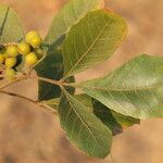 Allophylus africanus Blatt