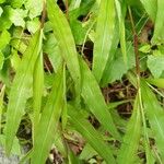 Oplismenus compositus Leaf