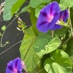 Ipomoea tricolorAltres