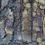 Nothofagus obliqua Corteza