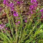 Polygala nicaeensis Libunga
