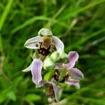 Ophrys apifera Blüte