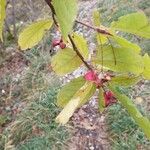 Euonymus latifolius Лист