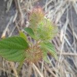 Acalypha alopecuroidea Blatt