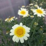 Glebionis coronaria Flower