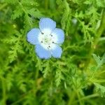 Nemophila menziesii Květ