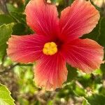 Hibiscus rosa-sinensisCvet