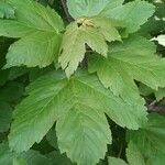 Acer glabrum Blatt