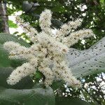 Miconia impetiolaris Flower