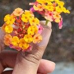 Lantana × strigocamara 花