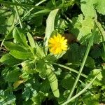 Calendula arvensis Цвят