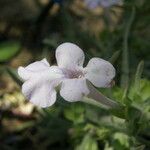 Salvia whitehousei Цвят