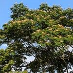 Albizia julibrissinÇiçek