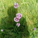 Armeria arenaria 花