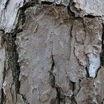 Pinus echinata Corteza