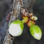 Prunus domestica 其他