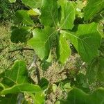 Quercus marilandica Hoja