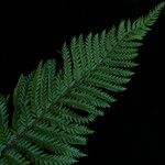 Polystichum squarrosum Celota