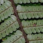 Cyathea ursina Hoja