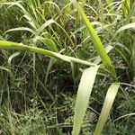 Tripsacum dactyloides Habit