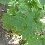 Montanoa hibiscifolia Leaf