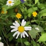 Anthemis cotula Blüte