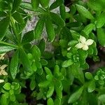 Galium megalospermum Leaf