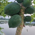 Carica papaya L.Gyümölcs