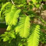 Metasequoia glyptostroboides ഇല