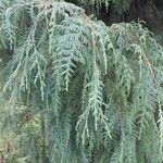Juniperus recurva Leaf