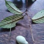 Annona haematantha Leaf