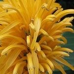 Justicia aurea Flor