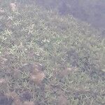 Callitriche platycarpa Blatt