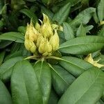 Rhododendron yakushimanum പുഷ്പം