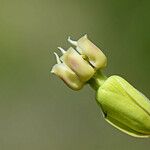 Asclepias amplexicaulis Квітка