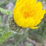 Hypochaeris maculata Flor