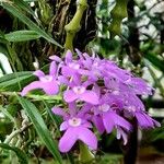 Epidendrum