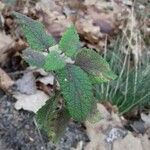 Teucrium scorodonia 葉