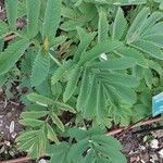 Melianthus major Blatt