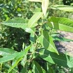 Salix eriocephala Leaf