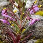 Epilobium conspersum Агульны выгляд