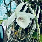 Dendrobium polyanthum Цветок